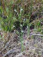 Image of pointed cryptantha