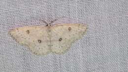 صورة Cyclophora albipunctata Hüfnagel 1767