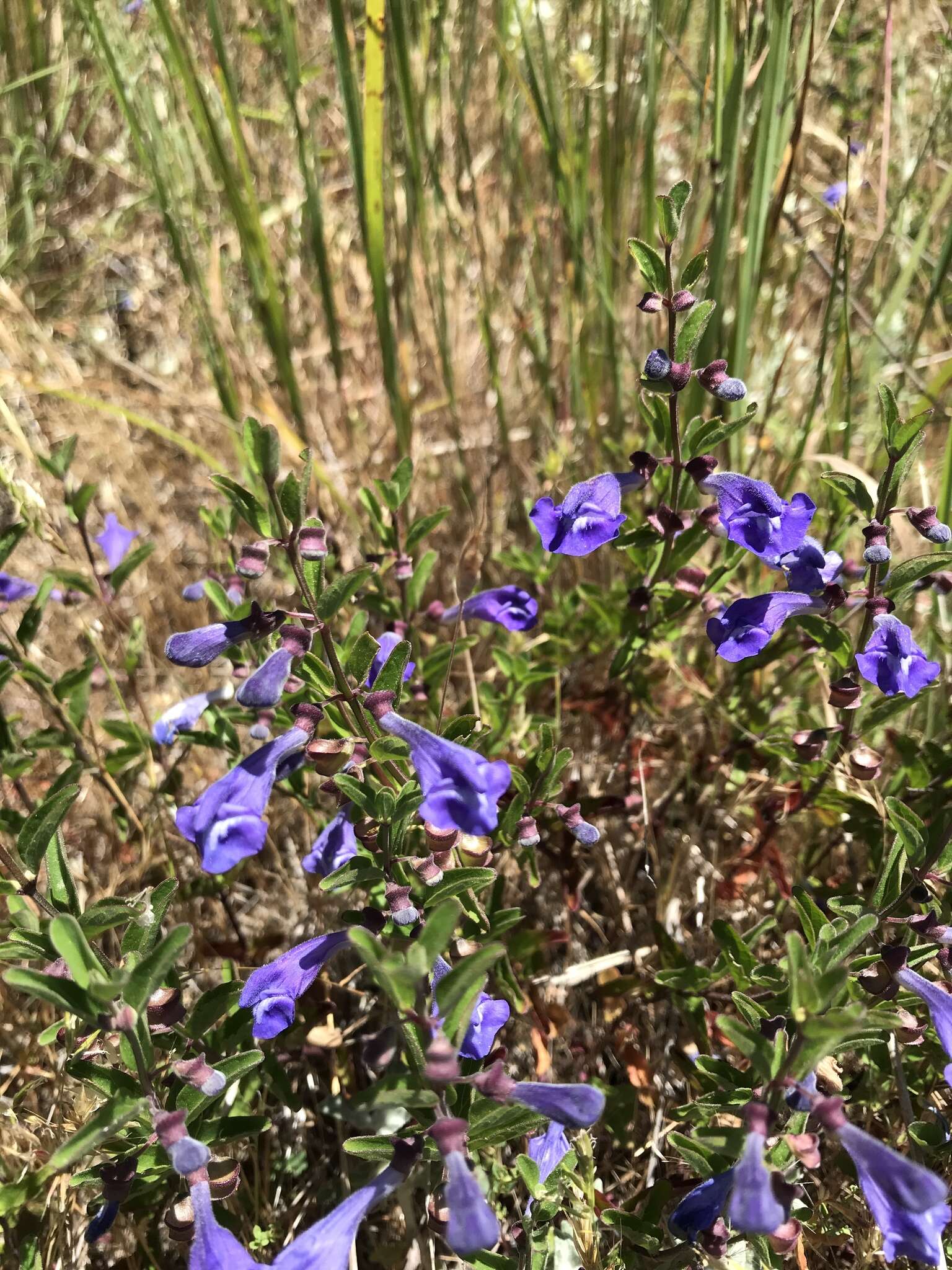 Image of nose skullcap