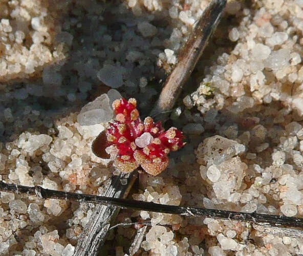 <i>Crassula <i>decumbens</i></i> var. decumbens resmi