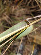 Diheteropogon amplectens (Nees) Clayton resmi