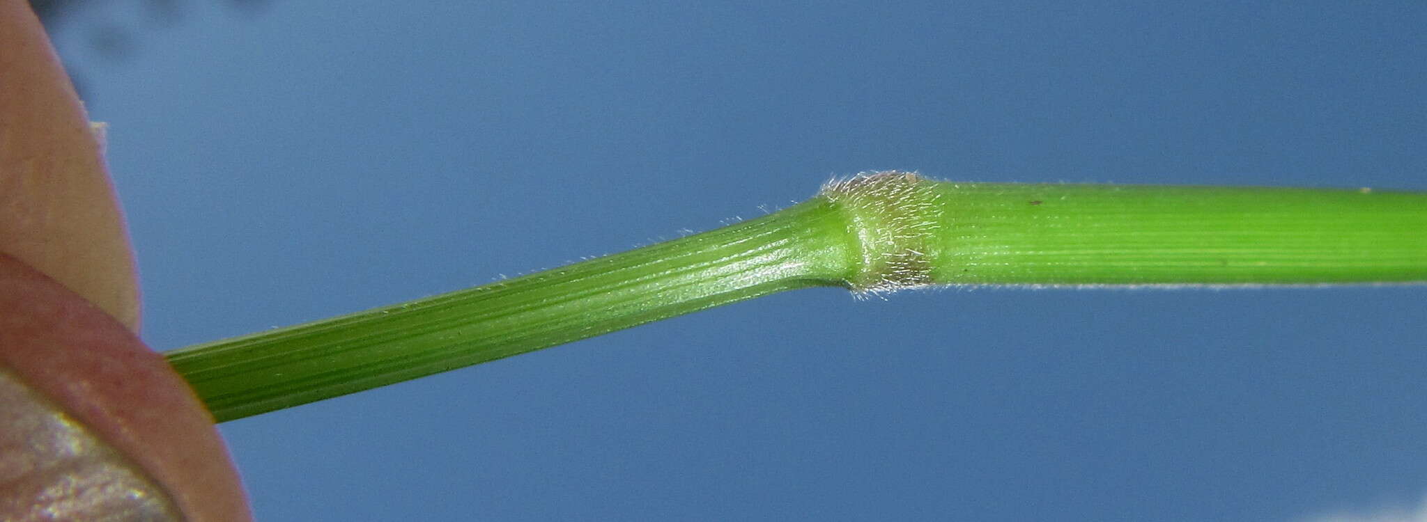 Image de Setaria megaphylla (Steud.) T. Durand & Schinz