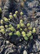 Image de Scalesia affinis Hook. fil.