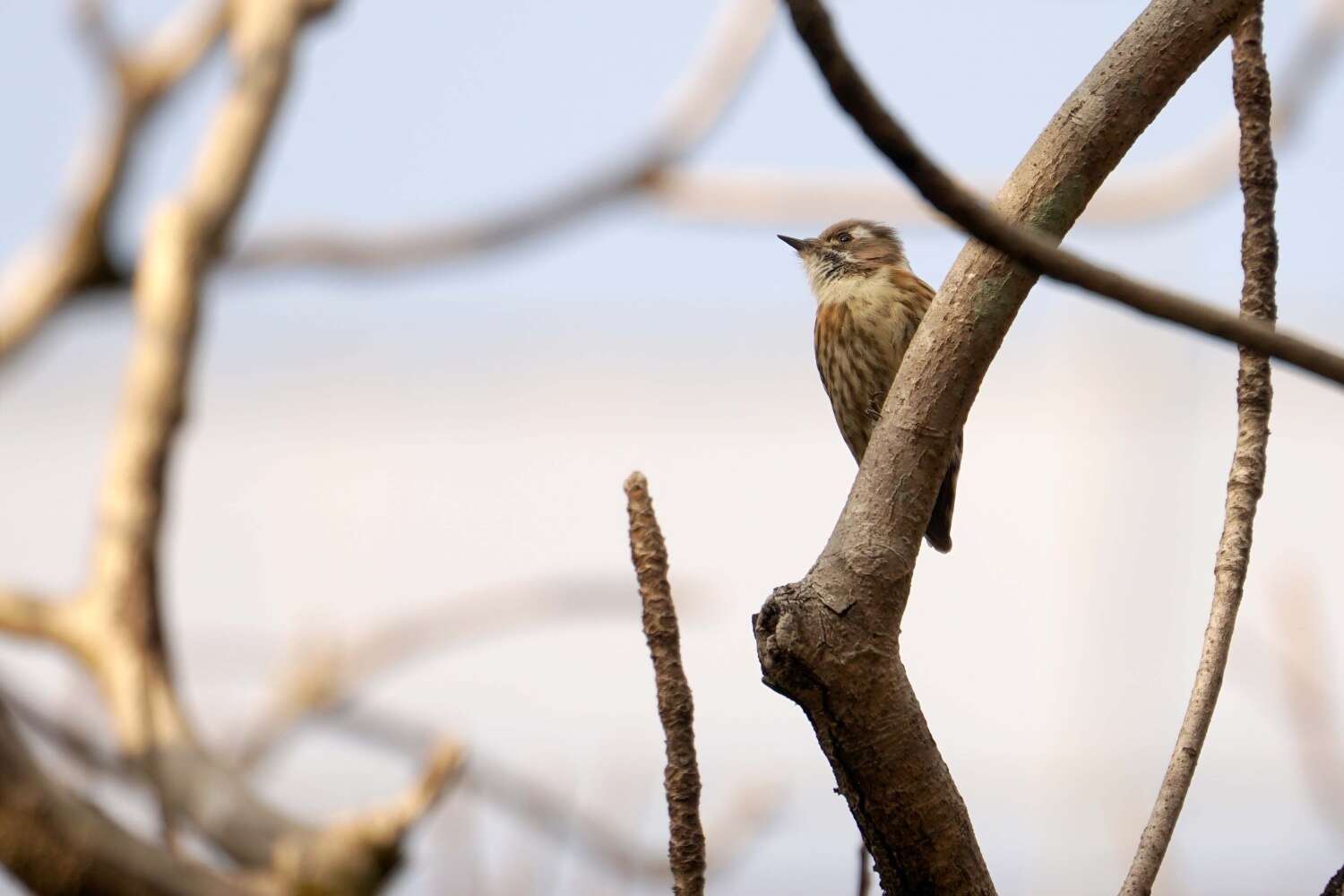 Image of Japanese Pygmy Woodpecker