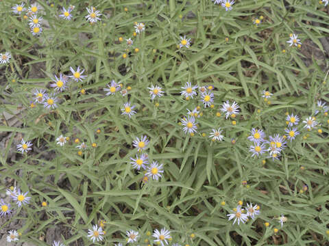 Image of Mountain American-Aster