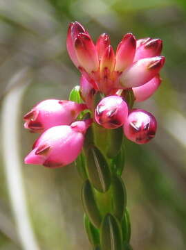 Image of Erica rhopalantha var. rhopalantha