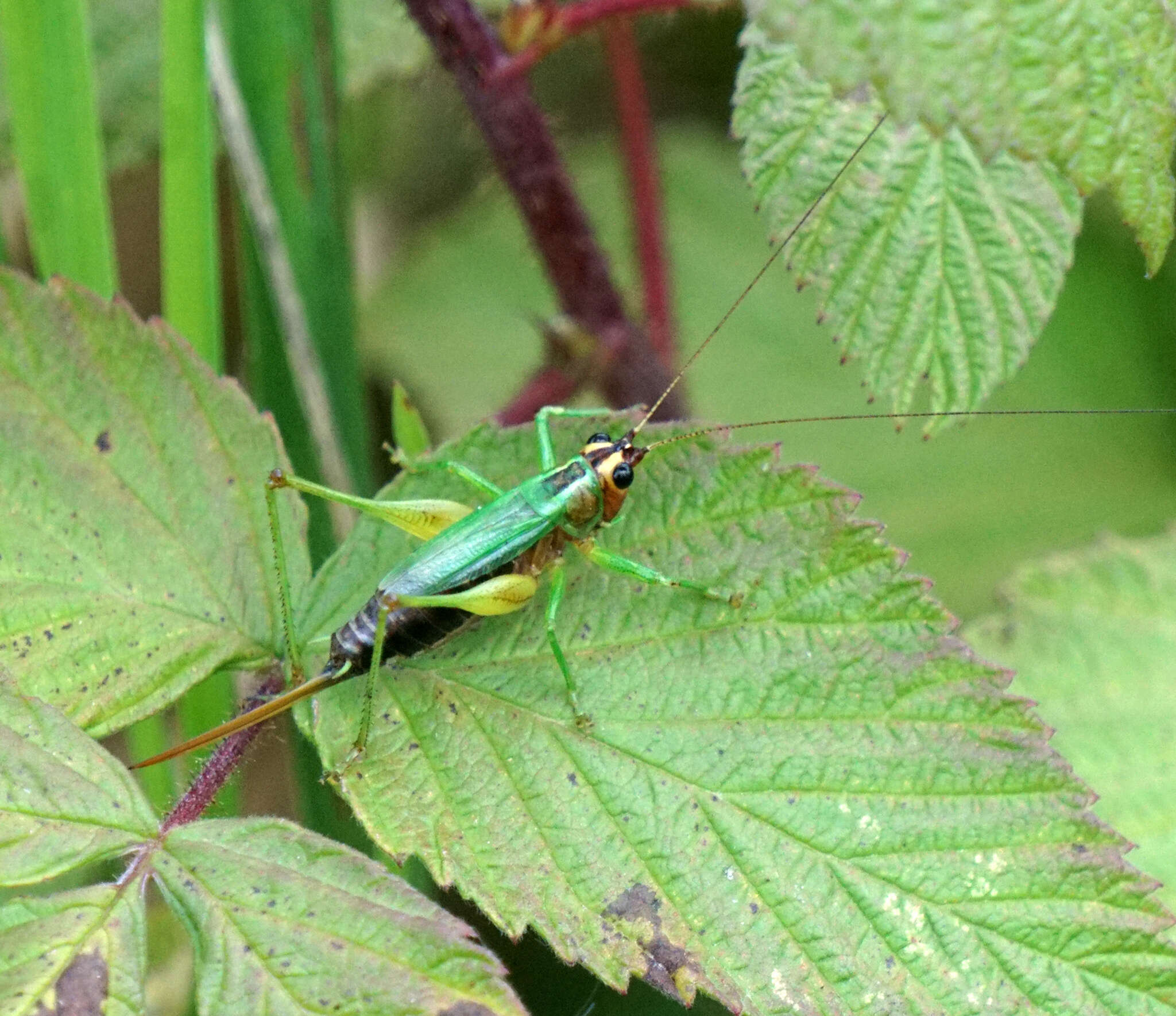 Слика од Conocephalus (Conocephalus) nigropleurum (Bruner & L. 1891)