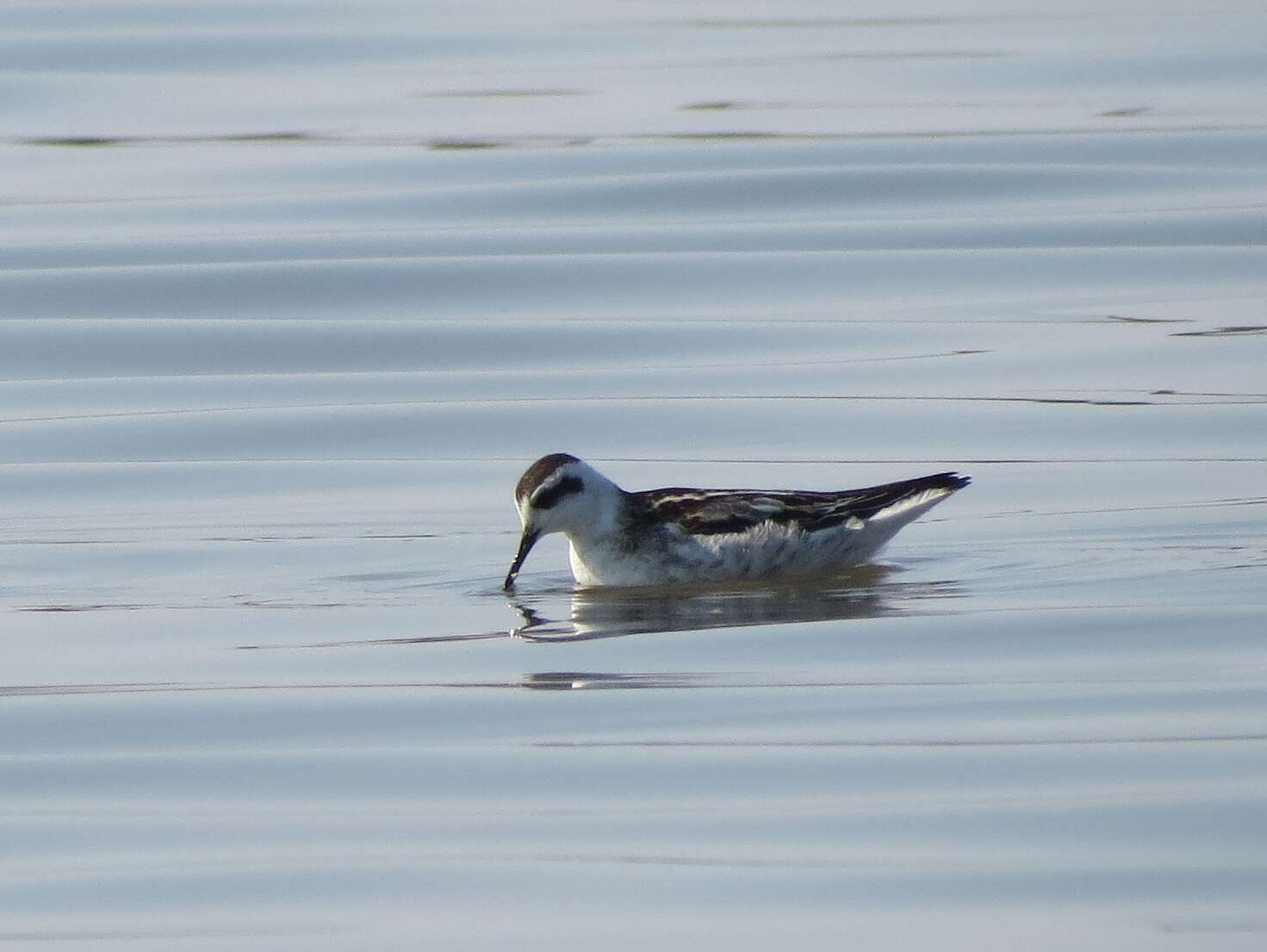 Imagem de Phalaropus lobatus (Linnaeus 1758)