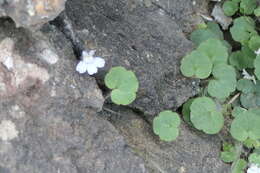 Image of Cymbalaria aequitriloba (Viv.) A. Cheval.