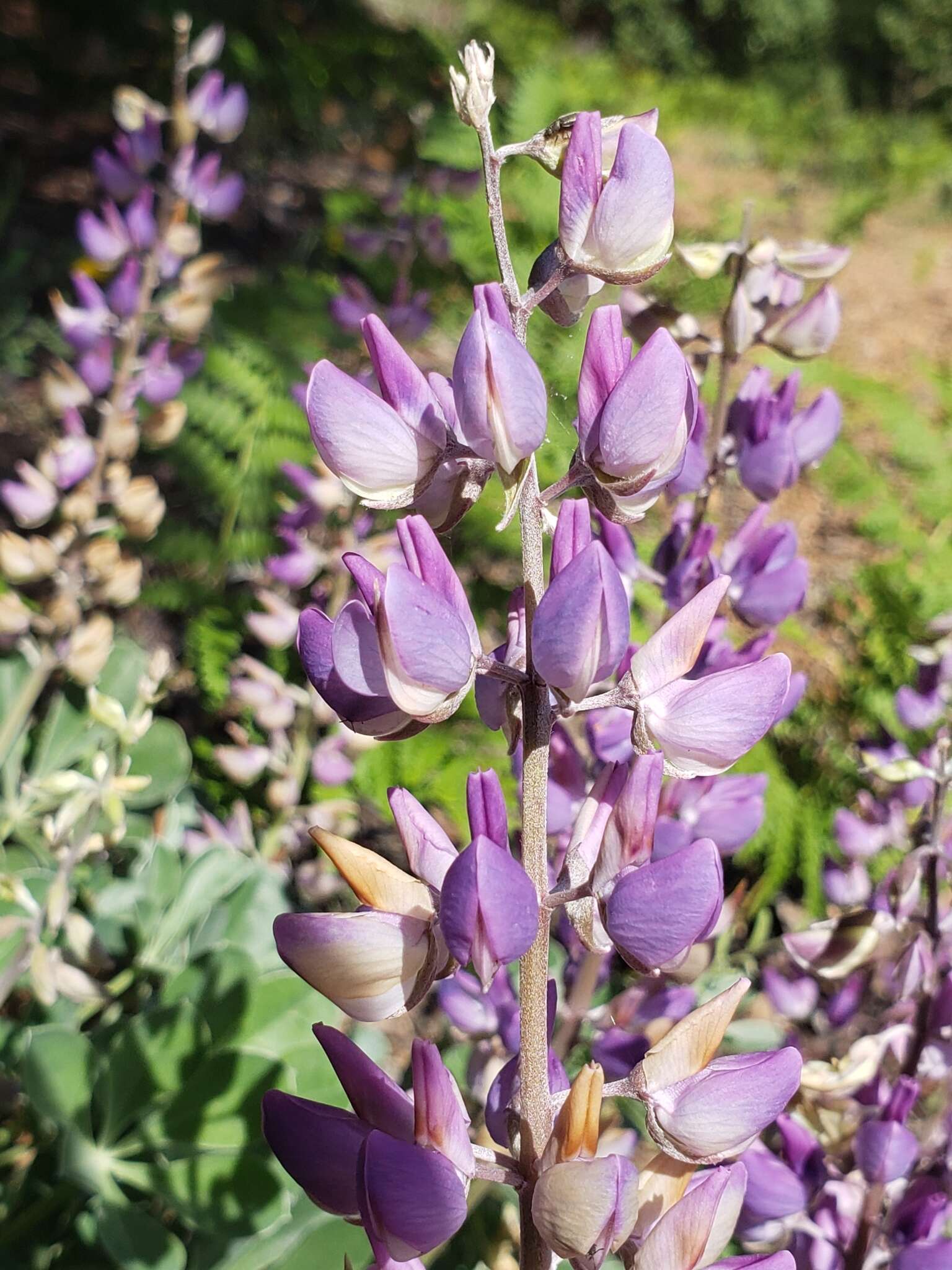 Image of Cobb Mountain lupine