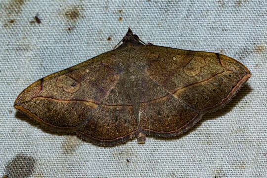 Image of <i>Anticarsia rubricans</i>