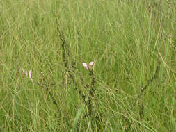 Слика од Pedicularis grandiflora Fisch.