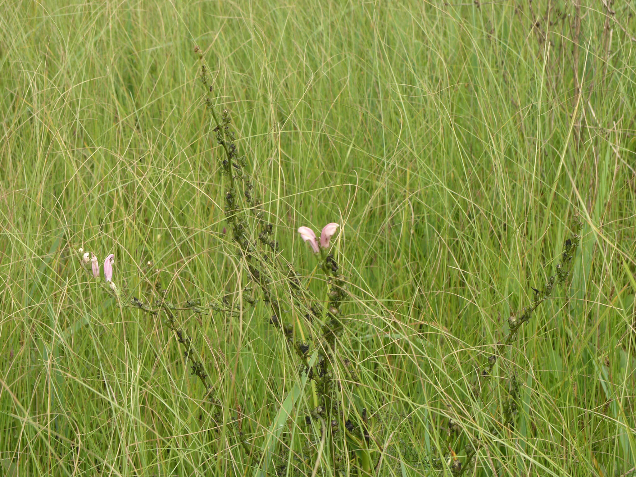 Слика од Pedicularis grandiflora Fisch.