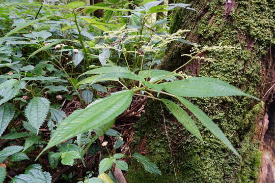 Image of Pilea melastomoides (Poir.) Wedd.