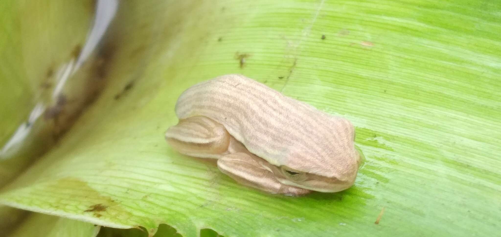 Image of Boana leptolineata (Braun & Braun 1977)