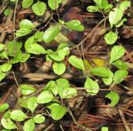 Image of Lophomyrtus ralphii (Hook. fil.) Burret