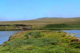 Image of Poa foliosa (Hook. fil.) Hook. fil.