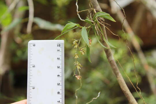 Image of Common tangle orchid