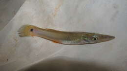 Image of Top minnow