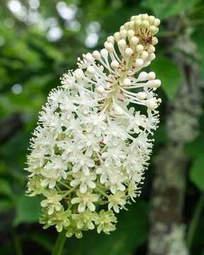 Image of amianthium