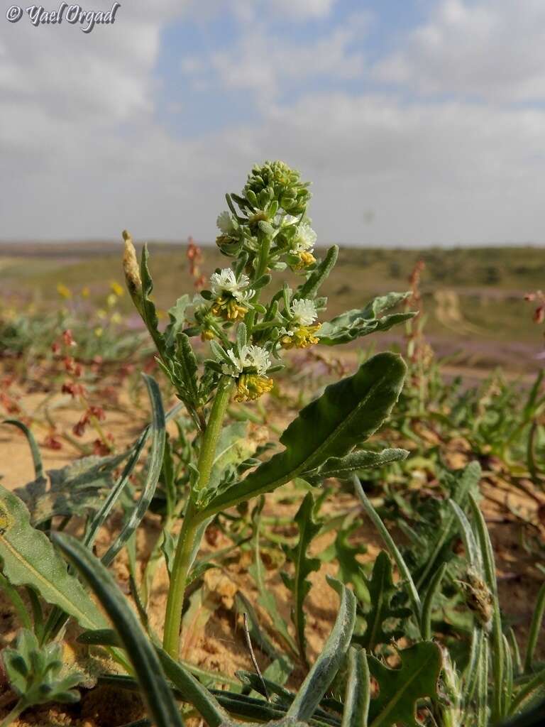 Image of Reseda arabica Boiss.