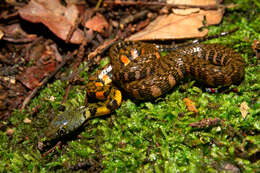 Image of Red-sided Keelback Water Snake