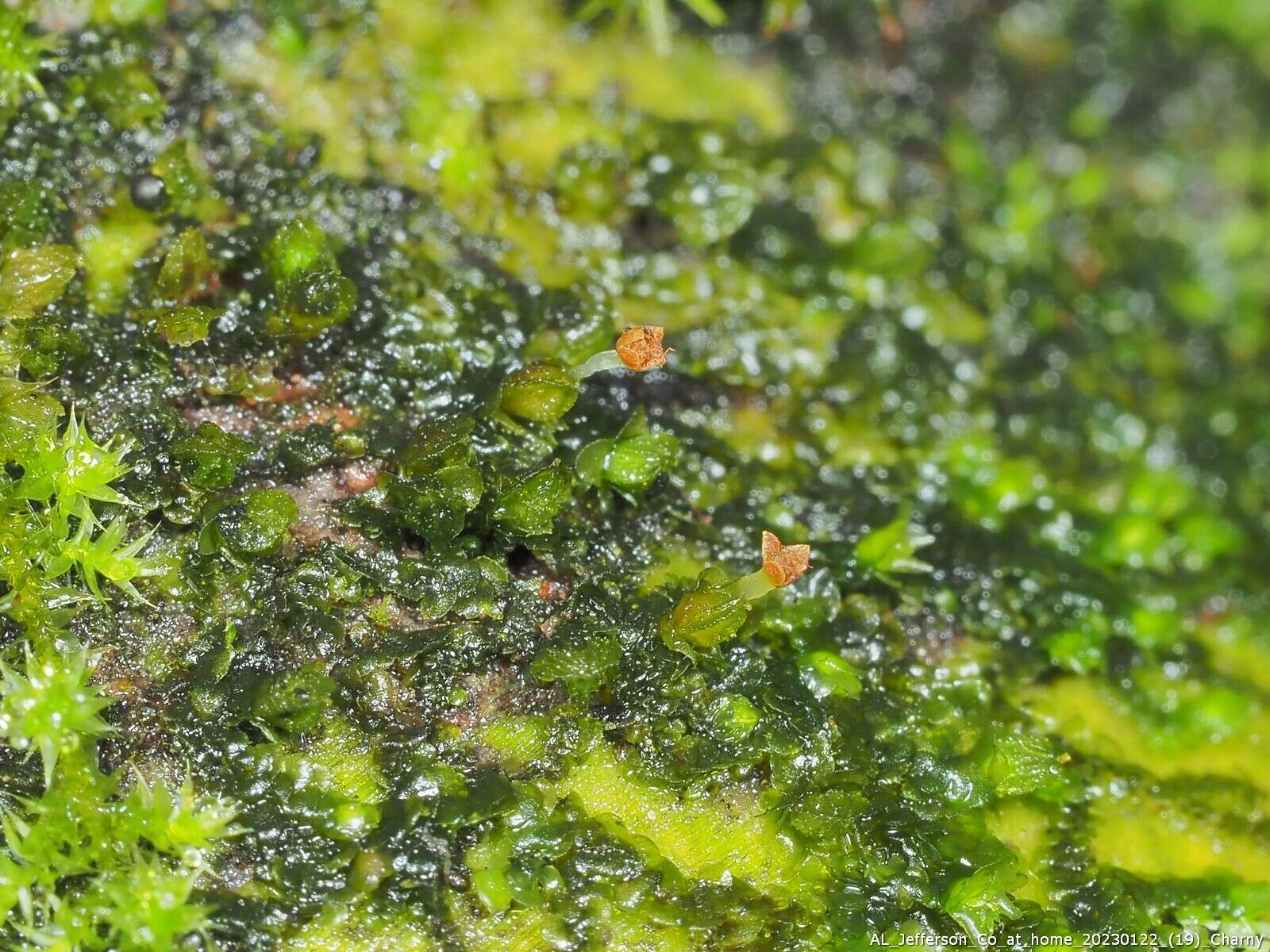 Image of Frullania virginica Lehm.