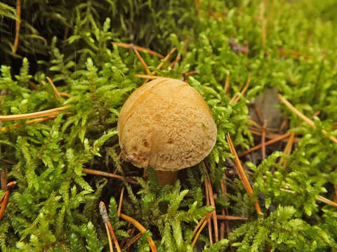 Image of Suillus variegatus (Sw.) Richon & Roze 1888