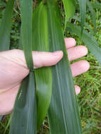 Image of Uruguayan fountaingrass