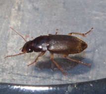 Image de Harpalus (Pseudoophonus) griseus (Panzer 1796)