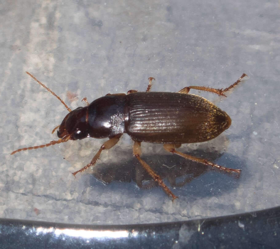 Imagem de Harpalus (Pseudoophonus) griseus (Panzer 1796)