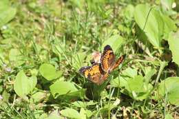 Image of Silvery Checkerspot