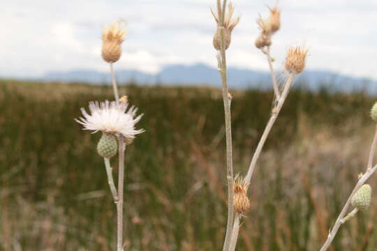 Image of Cirsium coahuilense G. B. Ownbey & D. J. Pinkava