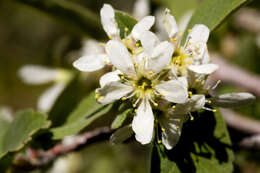 Image of Utah serviceberry