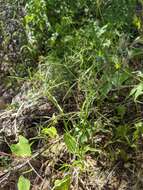 Image of blackseed spurge