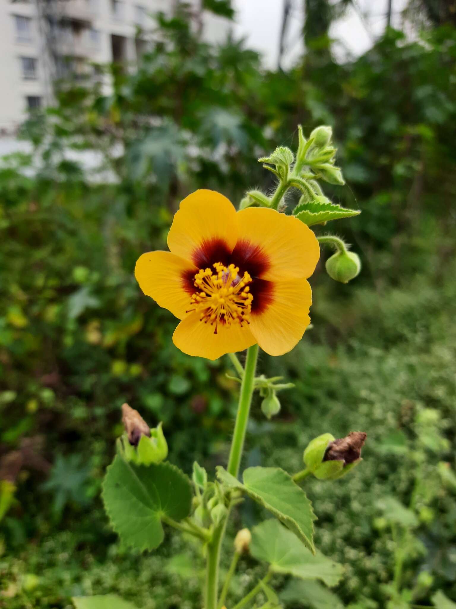 Image of Florida Keys Indian mallow