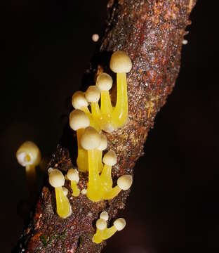 Image of Mycena epipterygia (Scop.) Gray 1821