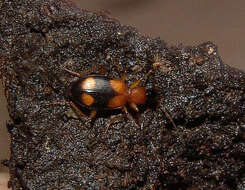 Image of Agonum (Olisares) quadrimaculatum (G. Horn 1885)