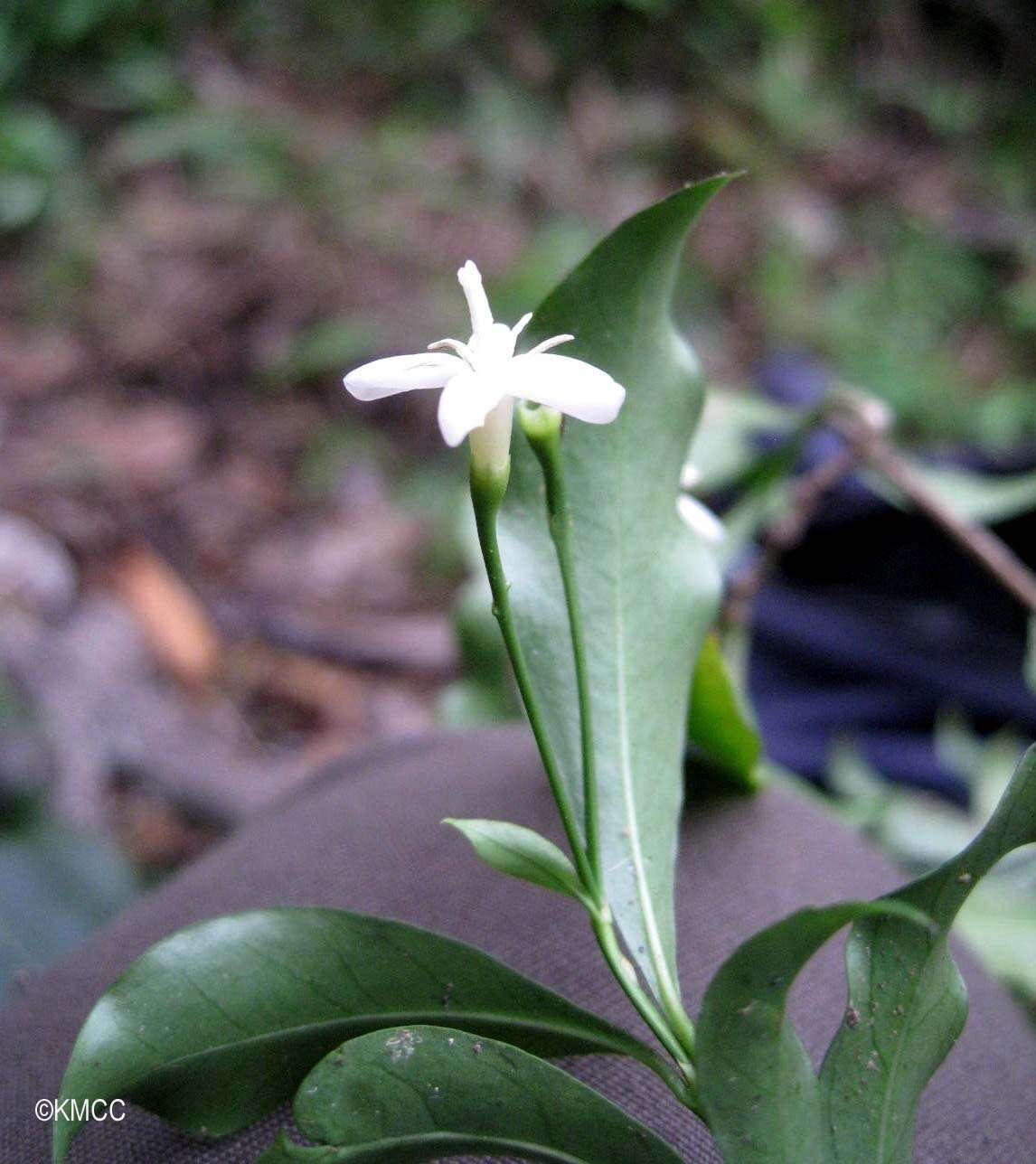 Image of Tarenna alleizettei (Dubard & Dop) De Block