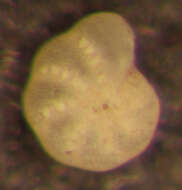 Image of Cribroelphidium excavatum (Terquem 1875)