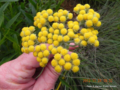 Image of Helichrysum nudifolium var. pilosellum (L. fil.) H. Beentje