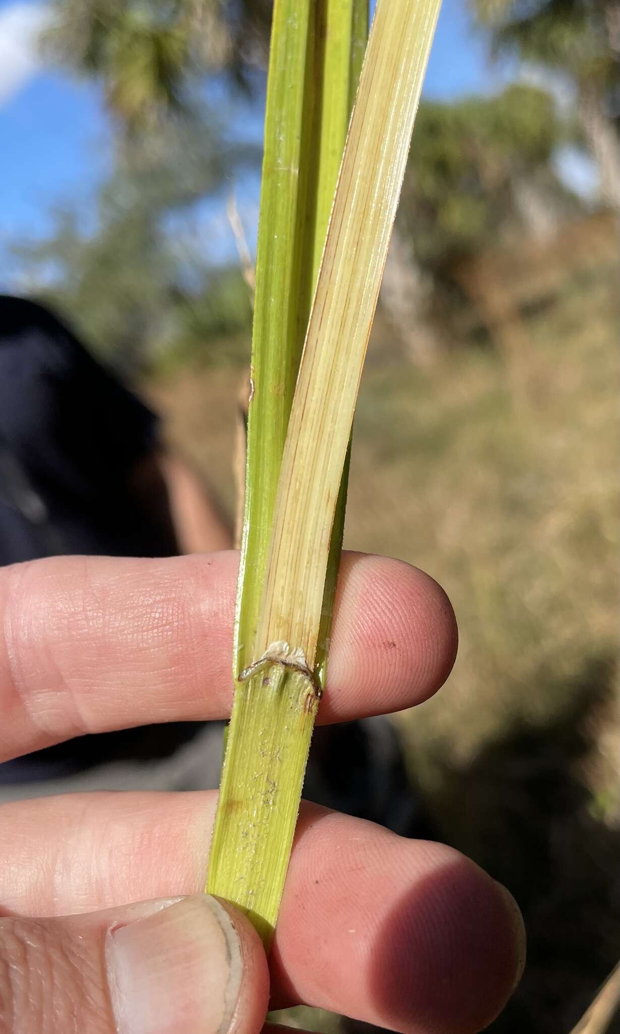 Image de Scleria lacustris C. Wright