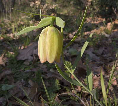 Image of Fritillaria pontica Wahlenb.