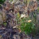 Image of Banksia paludosa subsp. paludosa