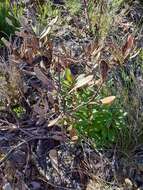 Image of Banksia paludosa subsp. paludosa