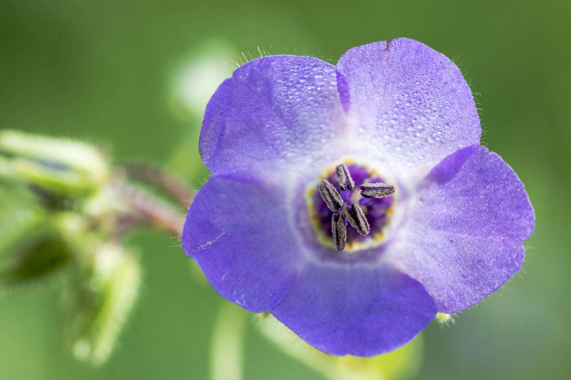 Image of blue fiestaflower