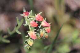 Sivun Echeveria bifida Schltdl. kuva