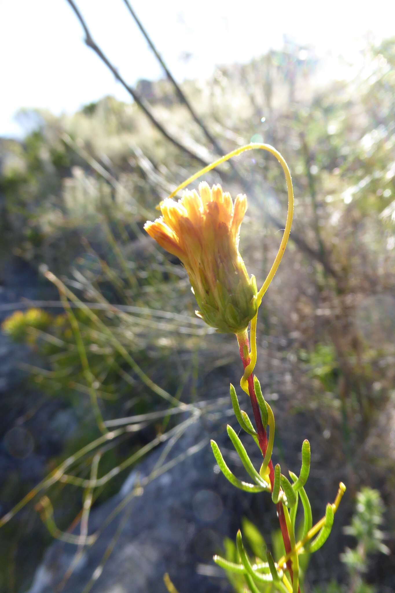 صورة Pteronia cederbergensis A. Bello, Magee & Boatwr.