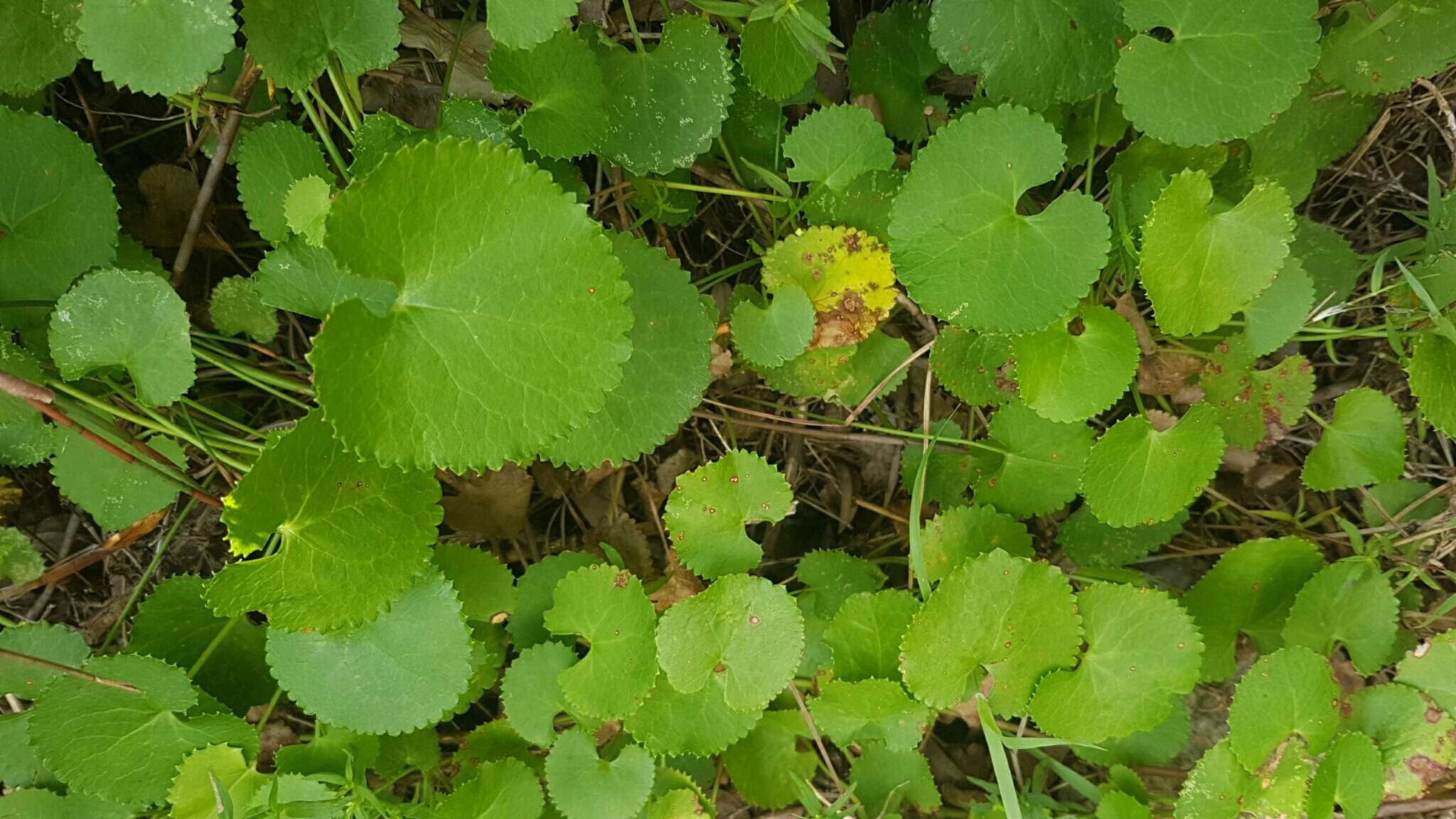 Imagem de Centella eriantha (Rich.) Drude