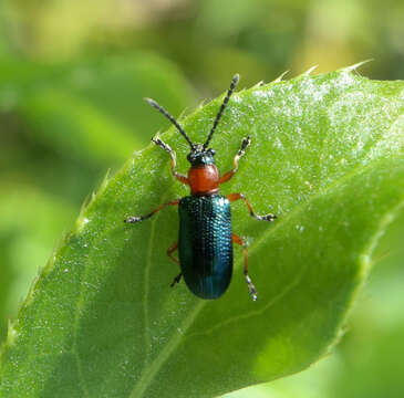 Image of Cereal leaf beetle